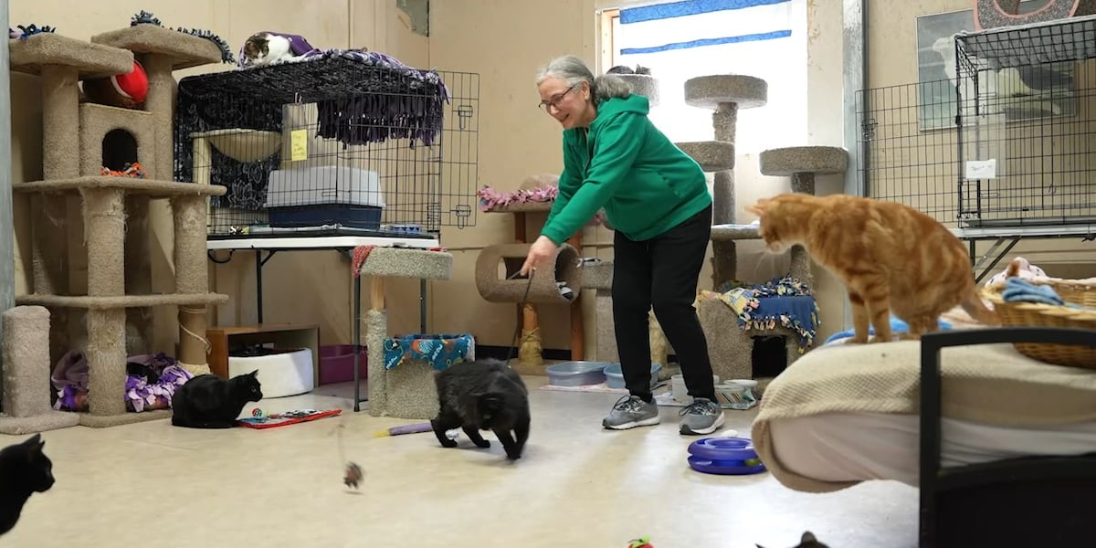 Oregon cat sanctuary volunteers find mental wellness through service